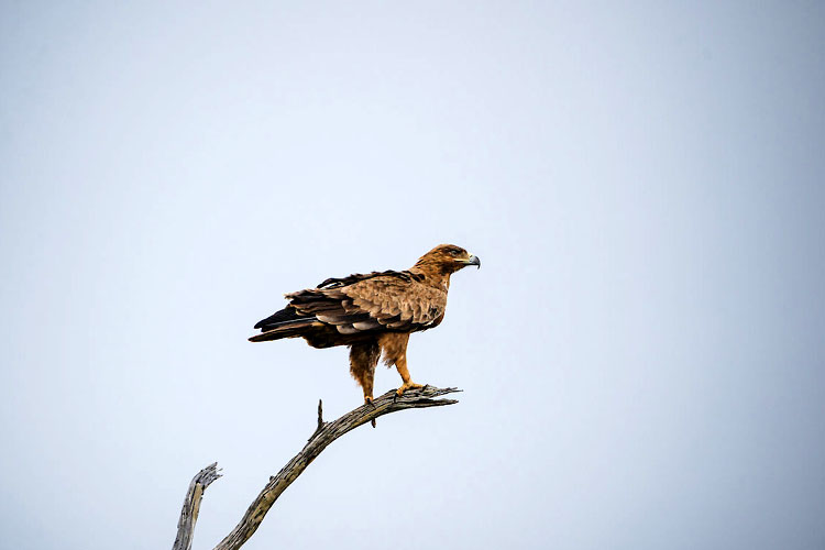 Geotours Kenya Lake-Nakuru 05_44380_lg.jpg